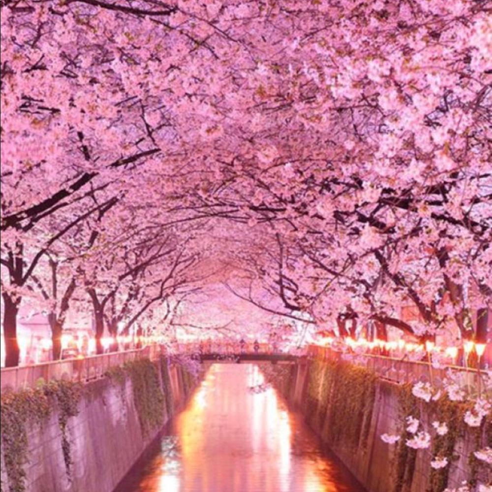 Meet your Posher, Mona